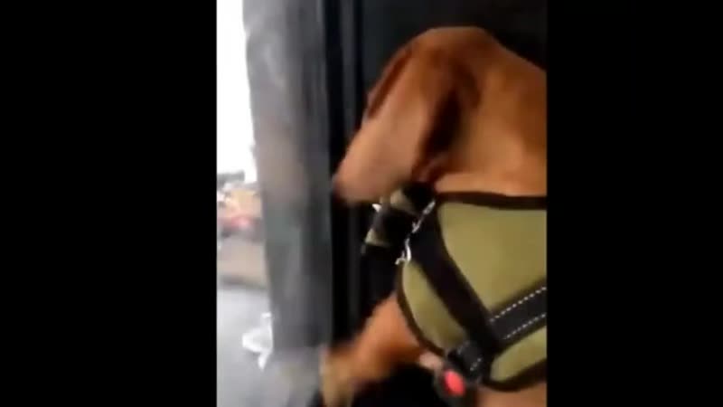 Смешное видео обезьяна дразнит молодые юмор веселое секс лает на обезьяну показывает жопу горячее собачка обезьянка