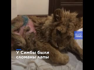 Когда симбу только нашли, у него были сломаны лапы и вырваны куски шерсти