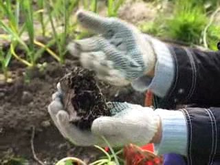 Сажаем огурцы с октябриной