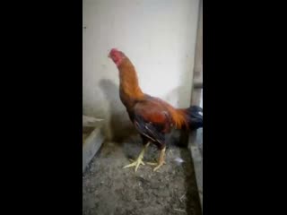 Vid 20200125 130127 mp4