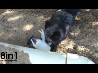 Лиса луна ехидно смеётся над убитым голубем / luna the red (silver) fox, gets a pigeon flavored treasure!