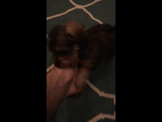 Видео с "инстаграм истории" картера [13 07 17]