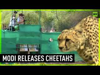 India’s modi releases eight cheetahs into the wild on his birthday