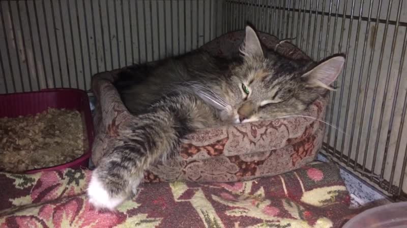 Нежнейшая виола