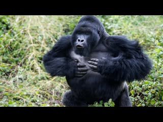 Gorilla on the trail of king kong | bbc wildlife specials | eng subs