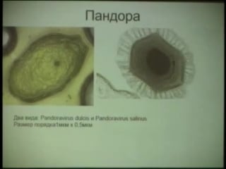 Павел никулин вироиды и пандоравирусы׃ парадокс сложности