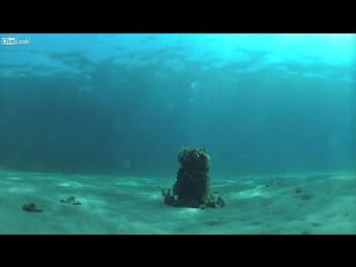 Принудительное выселение (vhs video)