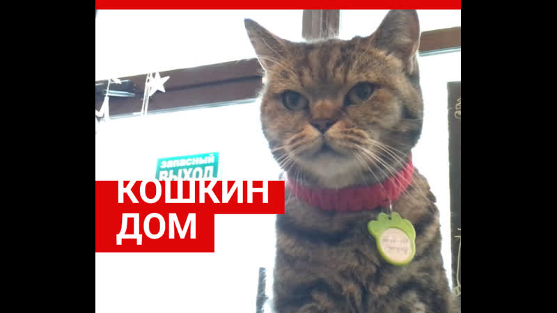 Кошкин дом «надежда»| 63 ru