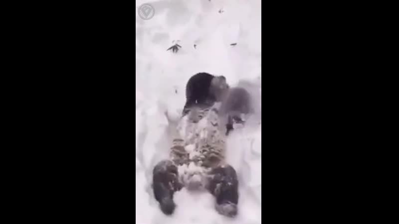 В очередной раз убеждаюсь, что бог создал панд чисто для поржать