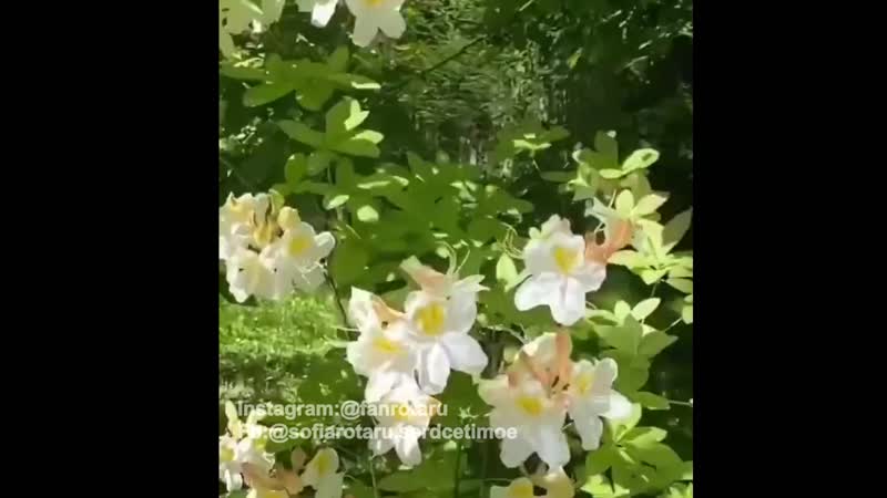 Lavanda / fanvideoedit