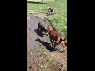 Oregon golden retriever cools off by completely drenching herself in mud