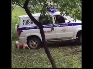 Екатеринбург полицейские застрелили собаку охранявшую пьяного хозяина +18