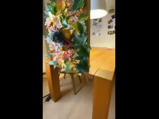 Фотосет усатого