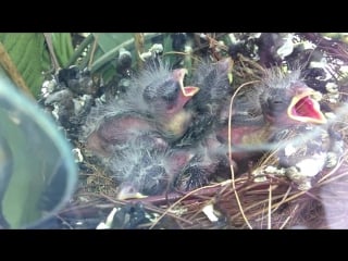 Baby bird hatching and growing