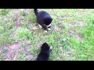 Остынь парниша 😎 #shortvideodog #видеособака #видеокот