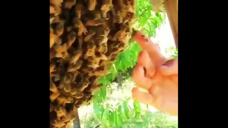 А ты бы рискнул? мёд, пчёлы, пчеловодство