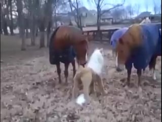 Порно пискаға іштен қарау Көлік жуу қыздар секс видео