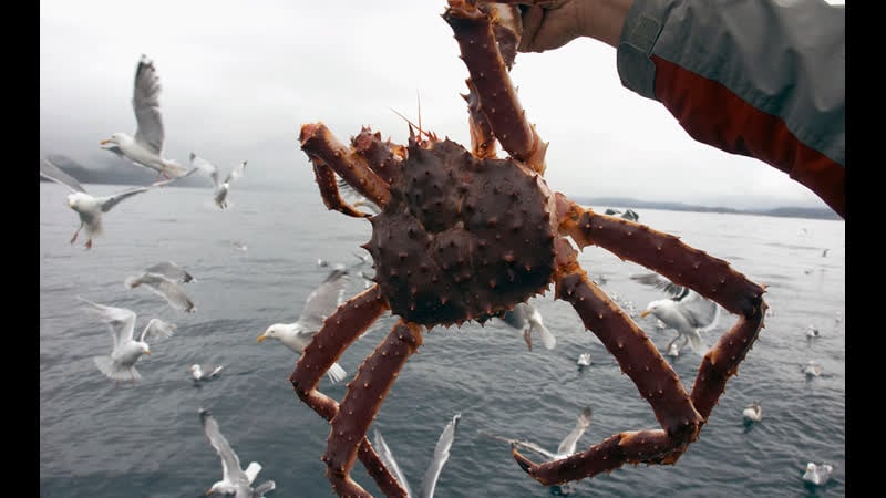 Любительский лов камчатского краба на кольском полуострове в разгаре