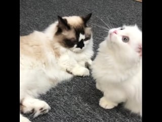 Albert baby cat / goyanggy🐾🐾🐾💕