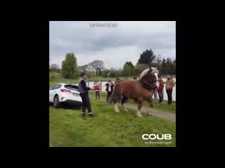 How much horsepower does a horse have?