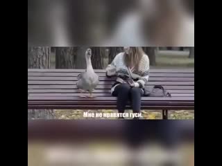 Гусь клеит девушку mp4
