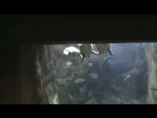 Трио танцующих черепашек