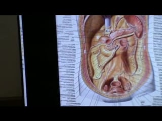4 модуль, семинар 6(висцеральная сфера)день 2, ч 12