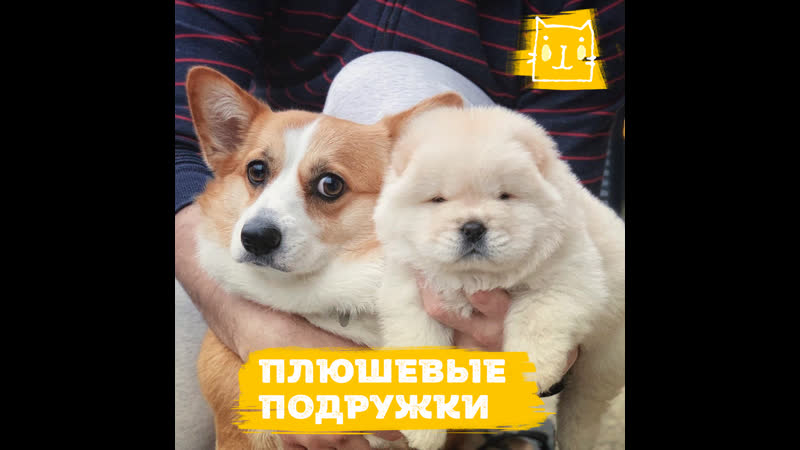 Плюшевые подружки