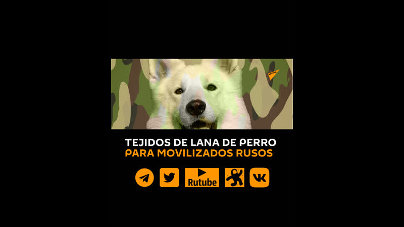Tejen ropa con lana de perro para movilizados rusos