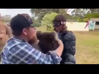 British reporter encounters drop bear (carnivorous koala)