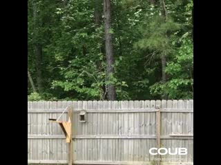 I belive i can fly | squirrel edition