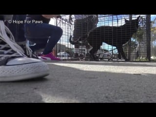 Homeless dog eating from a pile of trash finally gets rescued by hope for paws