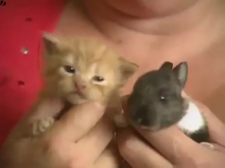 Cat adopts baby rabbit! amazing!