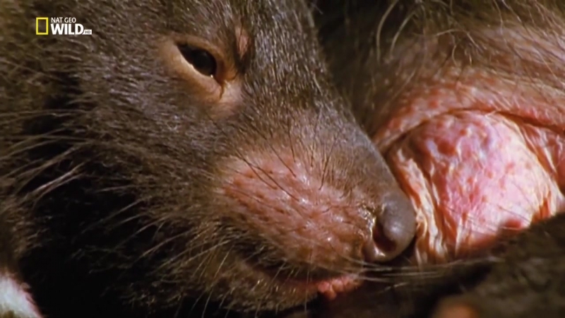 Дикая тасмания страна дьявола / wild tasmania / 2000 документальный фильм