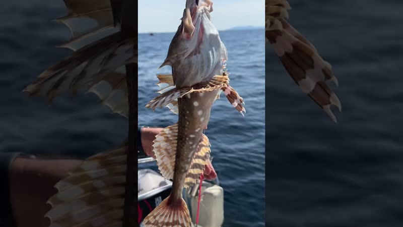 Ловили камбалу и поймали