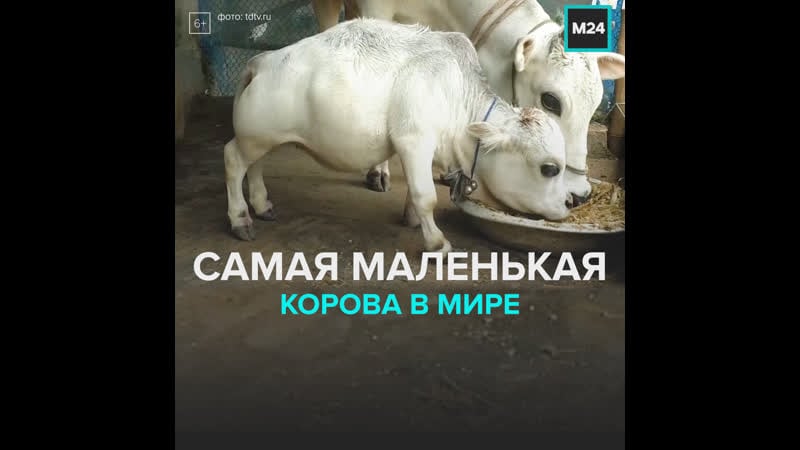 Корова карлик сорвала карантин москва 24
