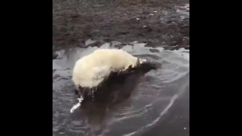 Вывели погулять
