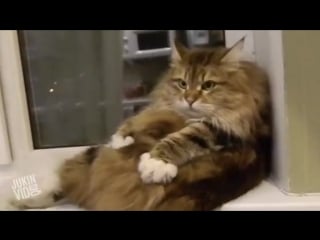 Best videos compilation march 2016 jukinvideo