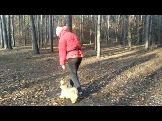 Vid 20201111 090845 mp4