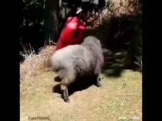 Кошкар боксёр