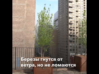 Зеленые лужайки на крышах нью йорка