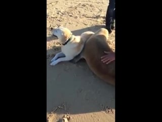 Sea doggo cuddles with land doggo