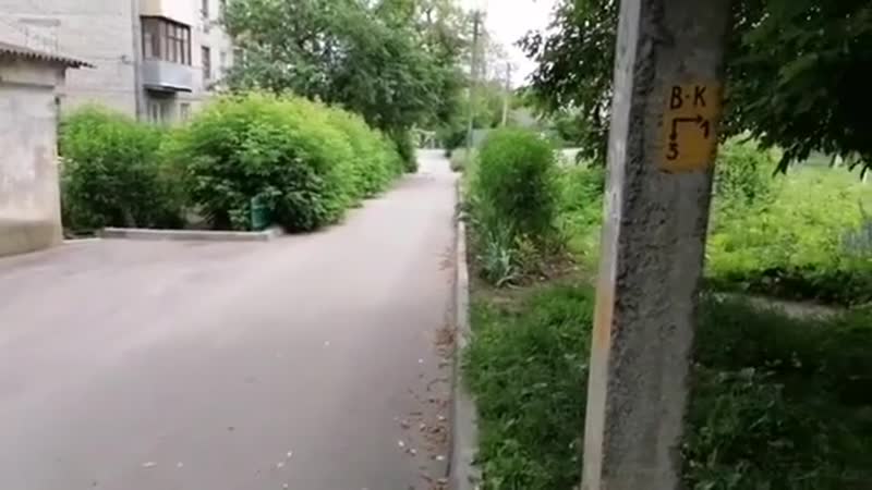 Лисёнок во дворе