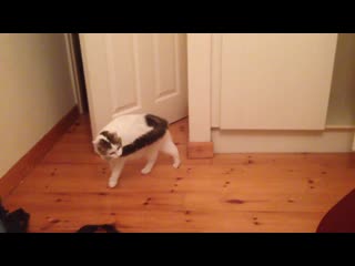 My lucy passed away this weekend, 18 years old this old video of her being a weirdo is the only thing that can make me smile rig