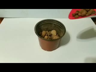 Видео от madam aloevera succulent smolensk