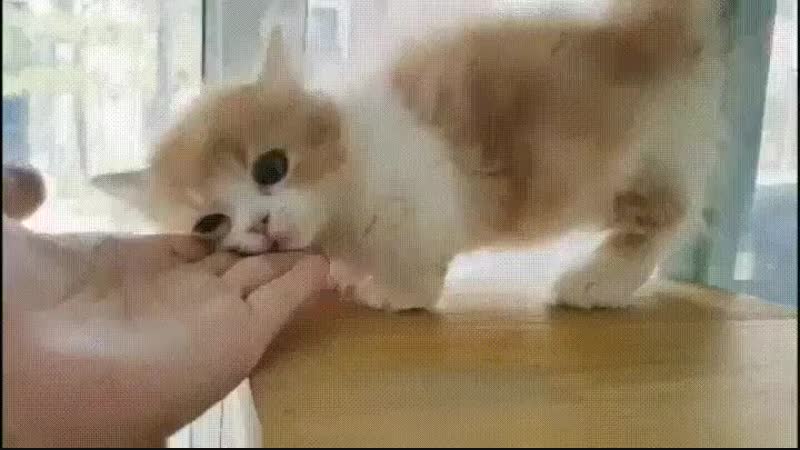 Котейка