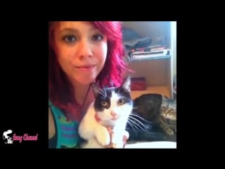 04 best funny cats videos compilation приколы с котами #1
