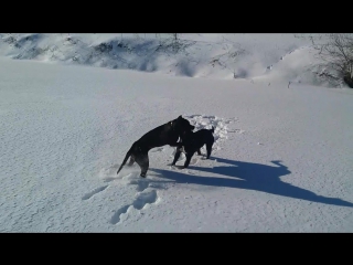 Apbt dark tyson & ariana "iz barhata i stali"