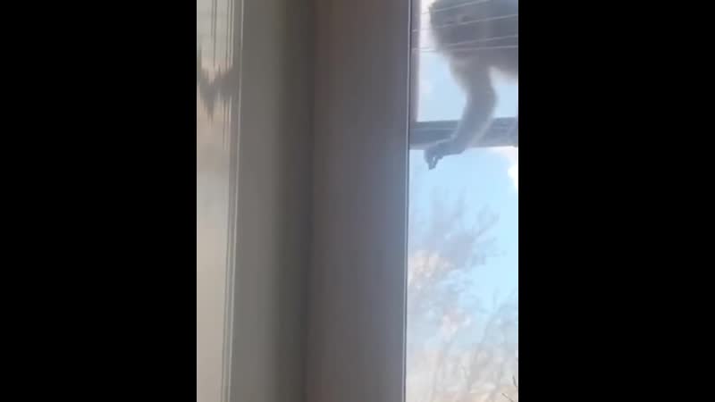 Россиянин нашел у себя на балконе обезьяну