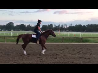 G3 dwyer dominator, code of honor out and about this morning for shug mcgaughey saratoga